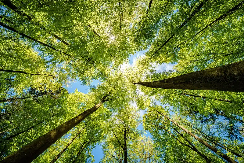 Fotografía de un bosque visto desde abajo, con altos árboles de frondosas copas verdes y luz filtrándose entre las hojas, representando sostenibilidad y criterios ESG.